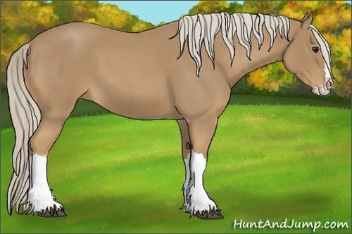 Horse Color:Palomino Roan Splash
