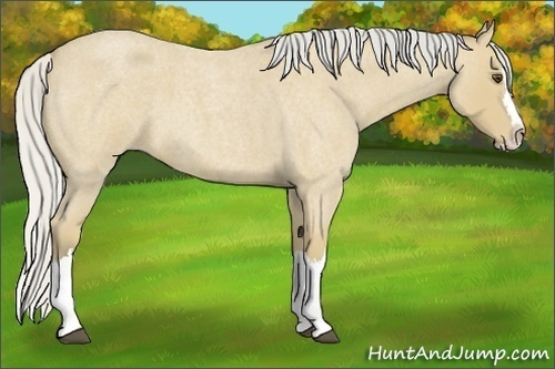 Horse Color:Silver Buckskin Roan Splash
