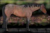 Horse Color:Bay Roan Rabicano 
