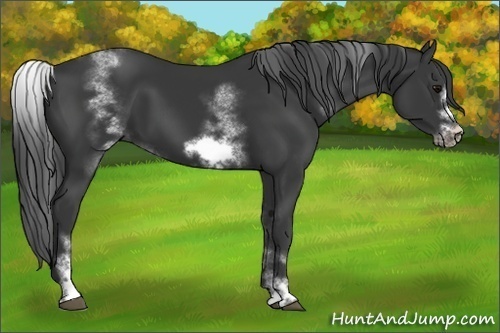 Horse Color:White Spotted Black Sabino Frame