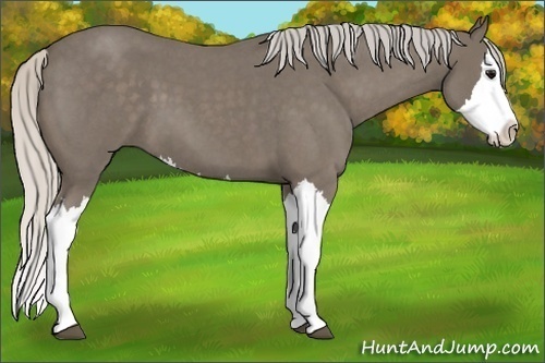 Horse Color:Silver Smoky Blue Roan Splash