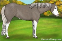 Horse Color:Silver Smoky Blue Roan Splash