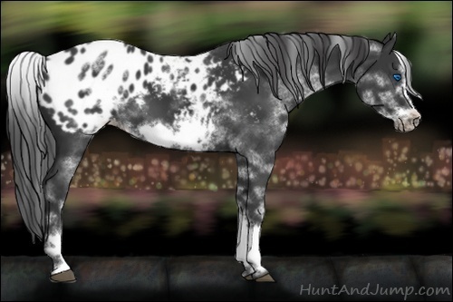 Horse Color:White Spotted Black Sabino Frame Appaloosa 