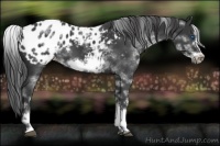 Horse Color:White Spotted Black Sabino Frame Appaloosa 