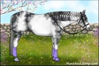 Horse Color:White Spotted Black Sabino Frame