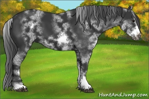 Horse Color:White Spotted Black Sabino Frame