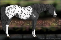 Horse Color:Black Appaloosa 