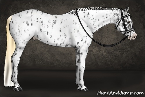 Horse Color:Smoky Black Near Leopard and Smoky Grullo Near Leopard