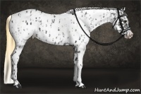 Horse Color:Smoky Black Appaloosa and Smoky Grullo Appaloosa