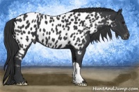 Horse Color:Black Near Leopard 