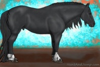 Horse Color:Black  and Black 