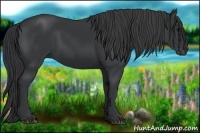 Horse Color:Black 