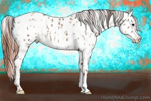 Horse Color:Classic Champagne Near Leopard  and Sable Champagne Near Leopard 