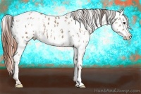 Horse Color:Classic Champagne Appaloosa  and Sable Champagne Appaloosa 