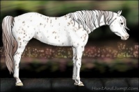 Horse Color:Classic Champagne Appaloosa and Classic Champagne Appaloosa