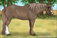 Horse Color:Chocolate Palomino 