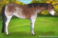 Horse Color:White Spotted Bay 