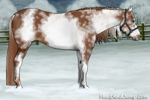 Horse Color:White Spotted Chestnut Sabino Frame