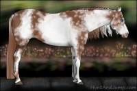 Horse Color:White Spotted Chestnut Sabino Frame
