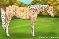 Horse Color:Chestnut and Palomino