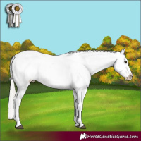 Horse Color:White Spotted Silver Brown Mushroom Appaloosa