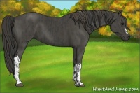 Horse Color:Smoky Black  and Smoky Black 
