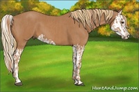 Horse Color:Chestnut  and Chestnut Splash 