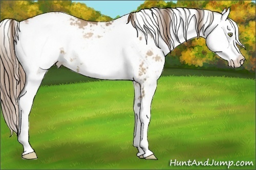 Horse Color:Liver Chestnut Pearl Sabino 