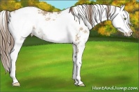 Horse Color:Liver Chestnut Pearl Sabino 