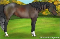 Horse Color:Brown 