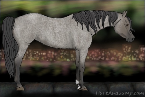 Horse Color:Smoky Grullo Roan 