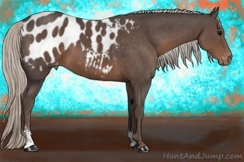 Horse Color:Silver Black Sabino Appaloosa 