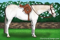 Horse Color:White Spotted Amber Cream Champagne Rabicano