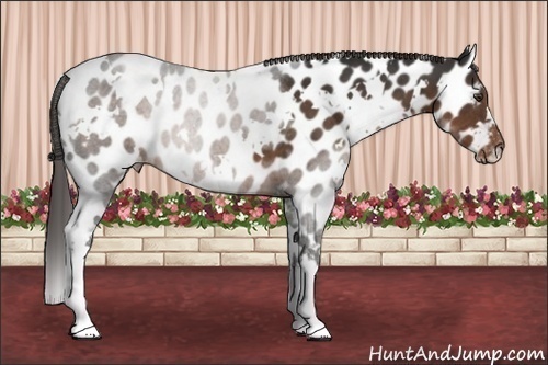 Horse Color:White Spotted Liver Chestnut Appaloosa 