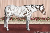 Horse Color:White Spotted Liver Chestnut Appaloosa 