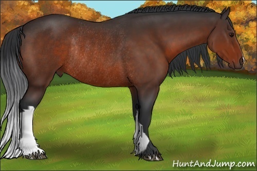 Horse Color:Brown Rabicano 
