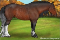 Horse Color:Brown Rabicano 