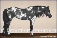 Horse Color:White Spotted Black Rabicano