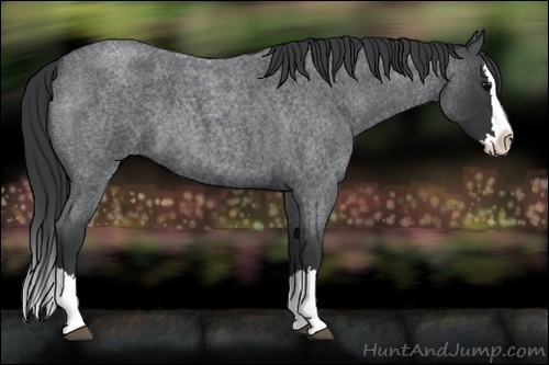 Horse Color:Blue Roan Splash