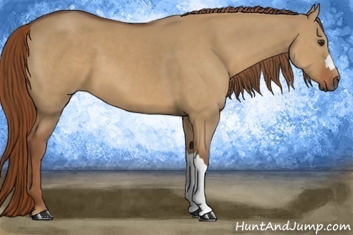 Horse Color:Red Dun 