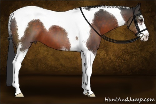 Horse Color:Brown Sabino Tobiano 