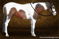 Horse Color:Brown Sabino Tobiano