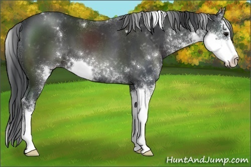 Horse Color:Black Sabino 