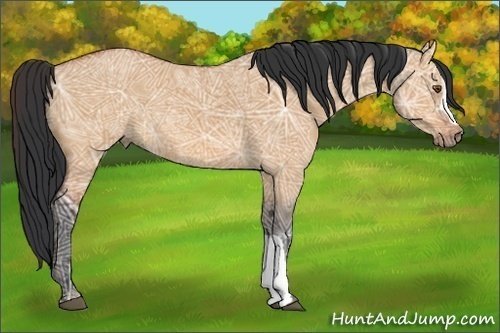 Horse Color:Bay Ice Dun 