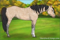 Horse Color:Bay Ice Dun 