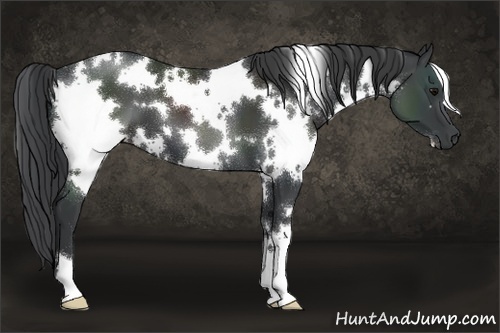 Horse Color:White Spotted Black