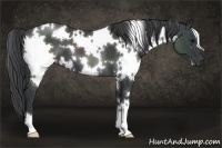 Horse Color:White Spotted Black