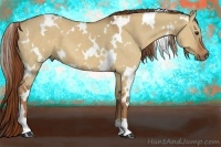 Horse Color:White Spotted Red Dun 