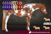 Horse Color:White Spotted Chestnut 