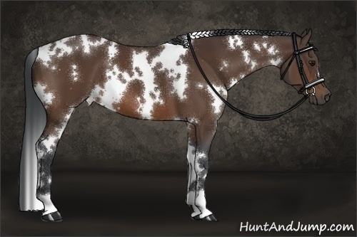 Horse Color:White Spotted Bay 